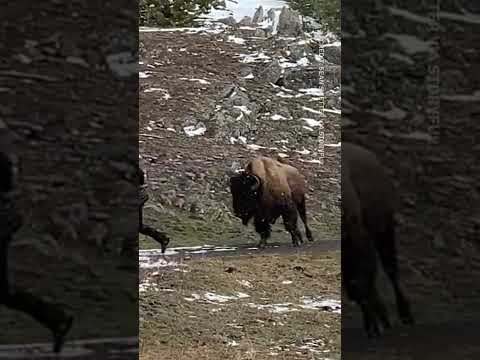 Bison in Yellowstone National Park charges tourist who gets too close #shorts #shortsvideo 2