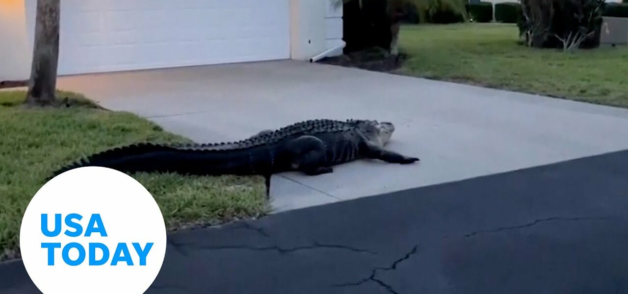 Alligator strolls, stops to nap in Florida neighborhood | USA TODAY 1