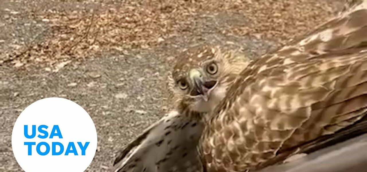 Hawk freed by wildlife officer after getting caught in picnic table | USA TODAY 3