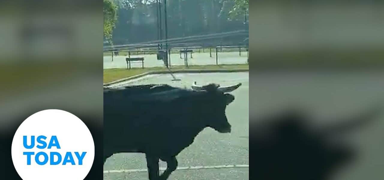 Bull seen walking down South Carolina street | USA TODAY 8