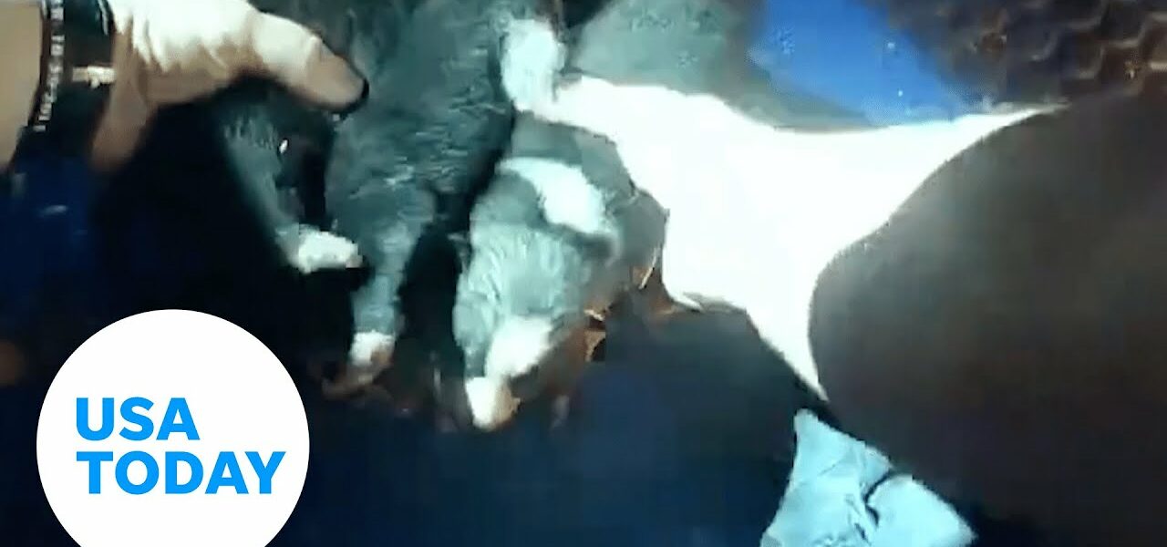 Officers save puppies trapped in burning Arizona home | USA TODAY 9