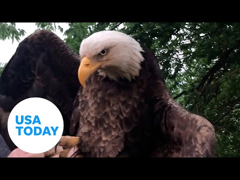 Bald eagle unable to fly rescued in Kentucky yard, gets 'cat scan' | USA TODAY 7