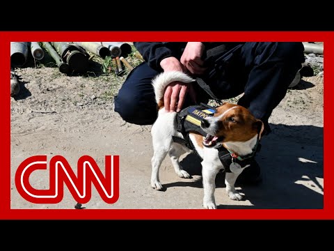 Bomb-sniffing dog called hero after uncovering over 200 Russian bombs 1