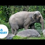 Happy the elephant could be the first animal to have human rights | USA TODAY 6