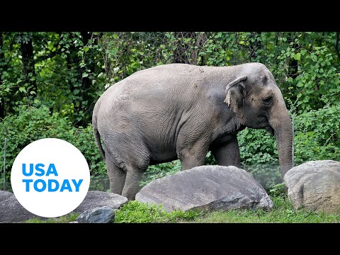 Happy the elephant could be the first animal to have human rights | USA TODAY 1