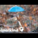 Camera catches squirrels unaware with tiny props | Animalkind 4