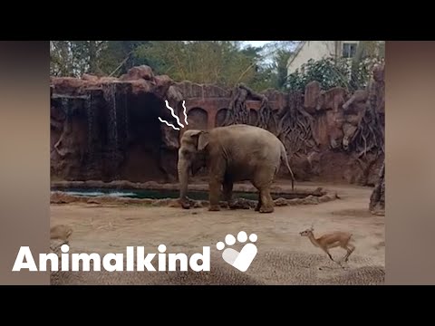 Hero elephant rescues antelope from drowning | Animalkind 2