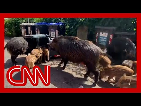 Wild boar wreak havoc in this city as some call for them to be killed 8