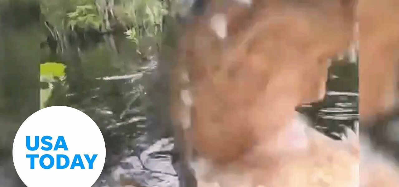 Florida gator steals camera from wildlife photographer | USA TODAY 1
