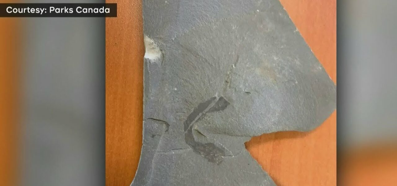 Parks Canada issues $20K fine in ancient fossils heist 2