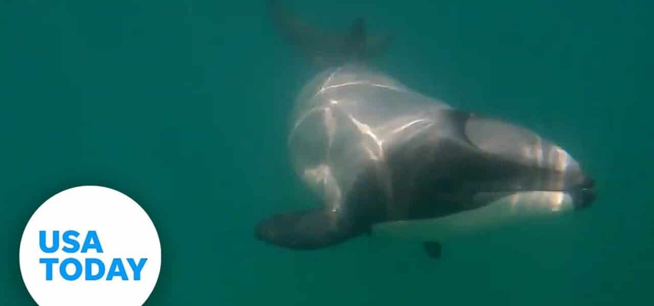 Travelers swim with the world's rarest marine mammal | USA TODAY 1