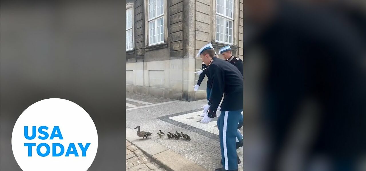 Duck family escorted from Queen's Palace by Royal Guards in Denmark | USA TODAY 1