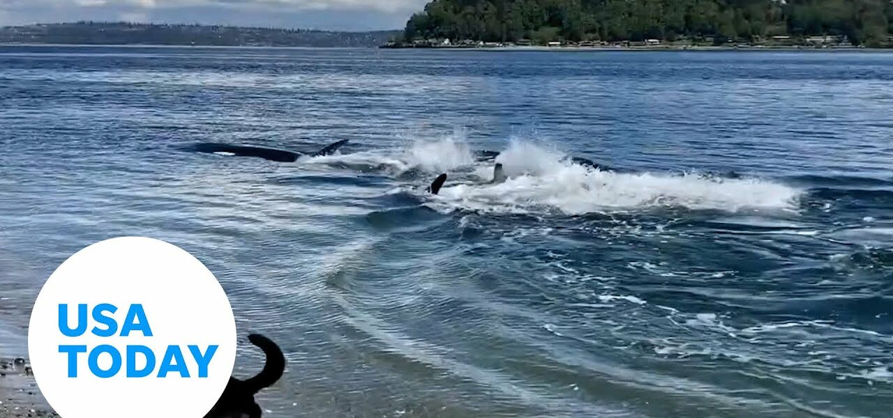 Pod of orcas put in splashy show for Washington beachgoers | USA TODAY 1