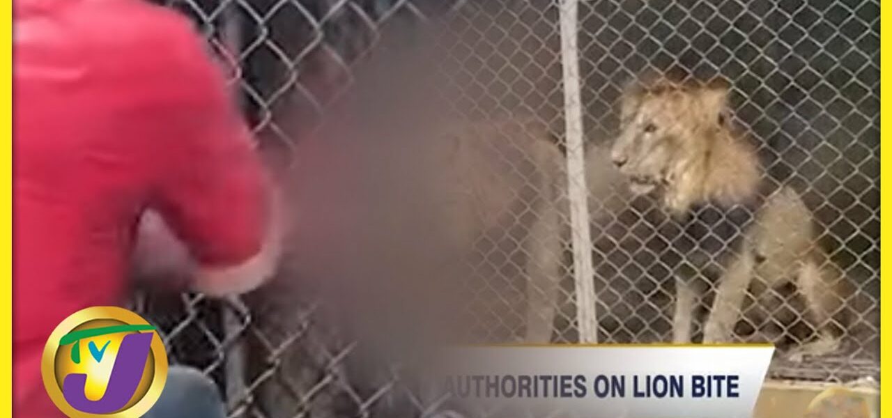 Lion Bite in Jamaica 'Teachable Moment' #TVJNews 1