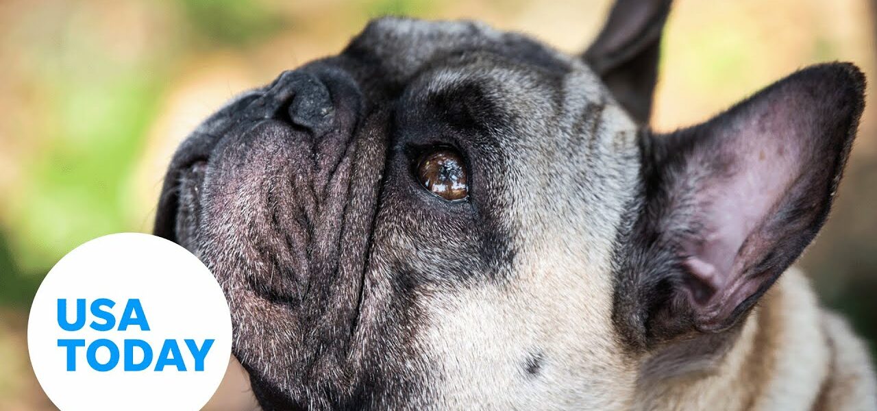Crisis animal response dog brings comfort to Uvalde after shooting | USA TODAY 1