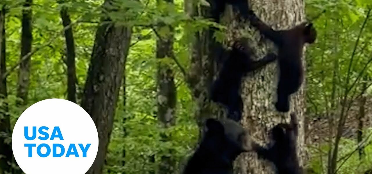 Mama bear in North Carolina spotted giving cubs tree-climbing lessons | USA TODAY 9