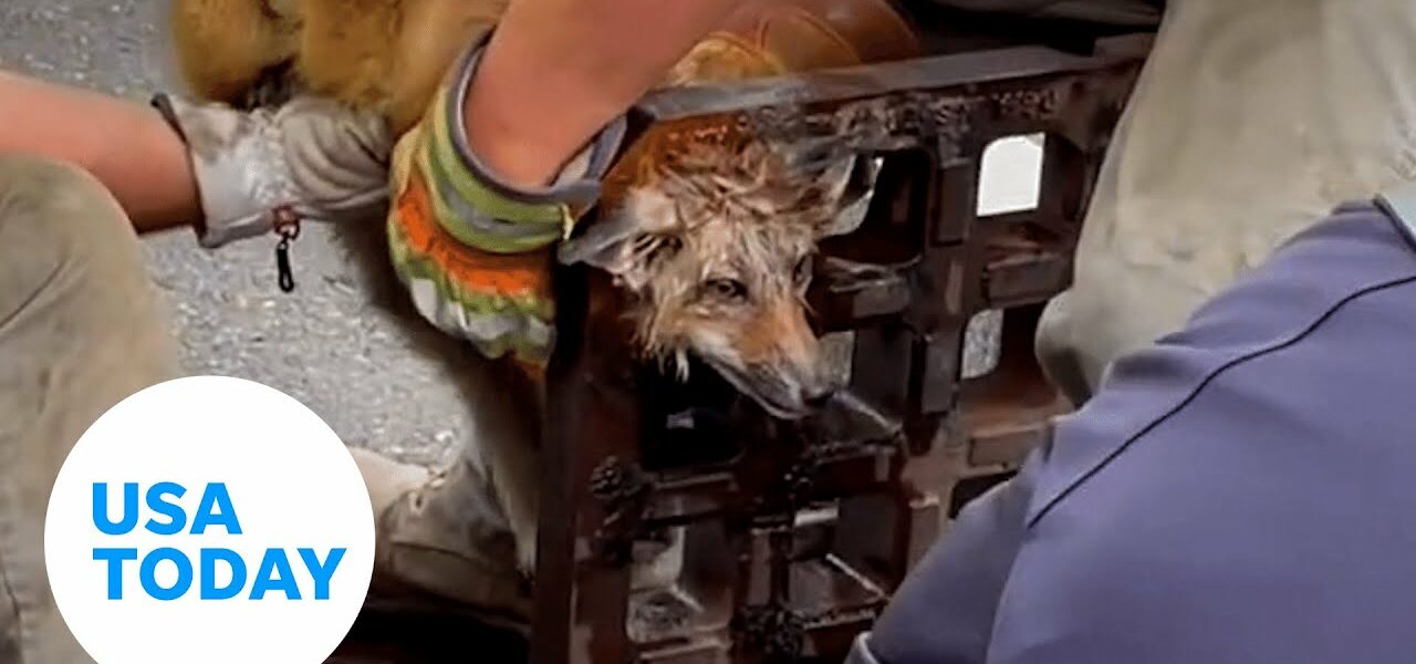 First responders rescue curious fox with head stuck in a sewer grate | USA TODAY 1