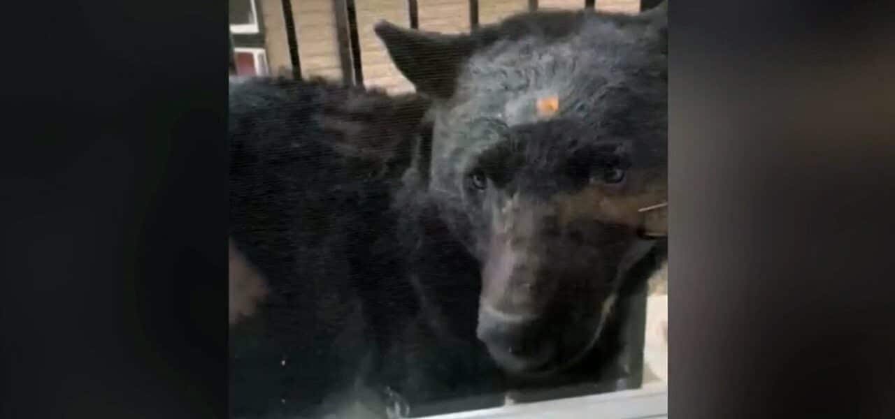 Bear encounter in B.C 'His face was right up at the window' 6