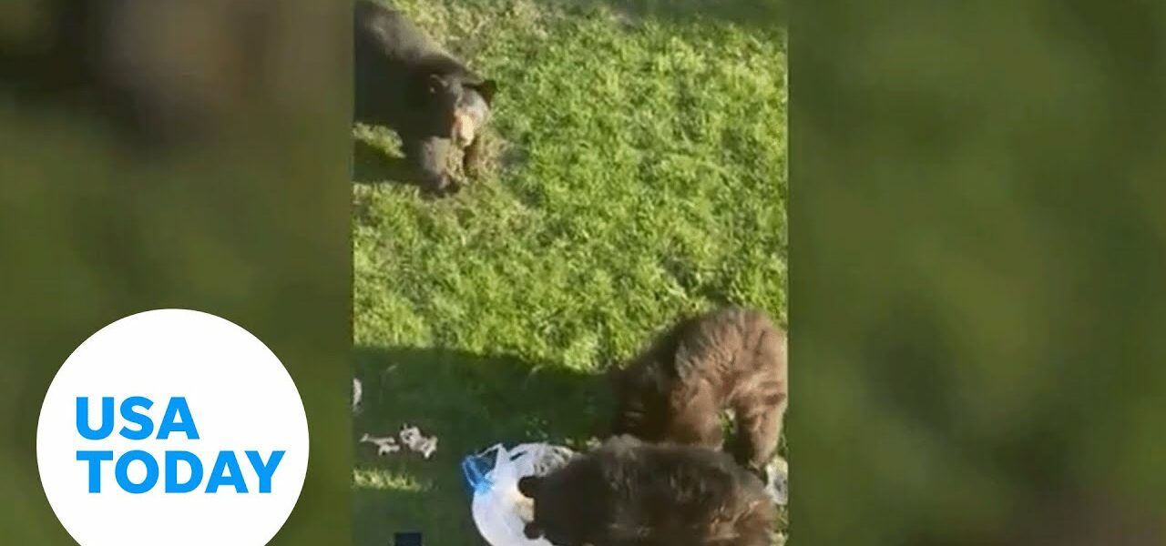 Bear family rips through trash in Connecticut woman's yard | USA TODAY 7