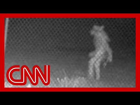 Mystery creature caught on camera has authorities stumped 3