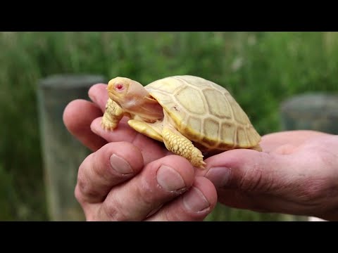 Albino Galapagos giant tortoise makes public debut 1