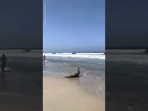Pregnant sea lion found on California golf course returns to ocean | USA TODAY #Shorts 1