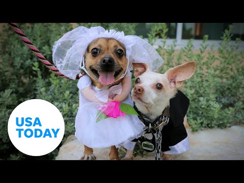 Shelter dogs celebrate their love at wedding ceremony | USA TODAY 5
