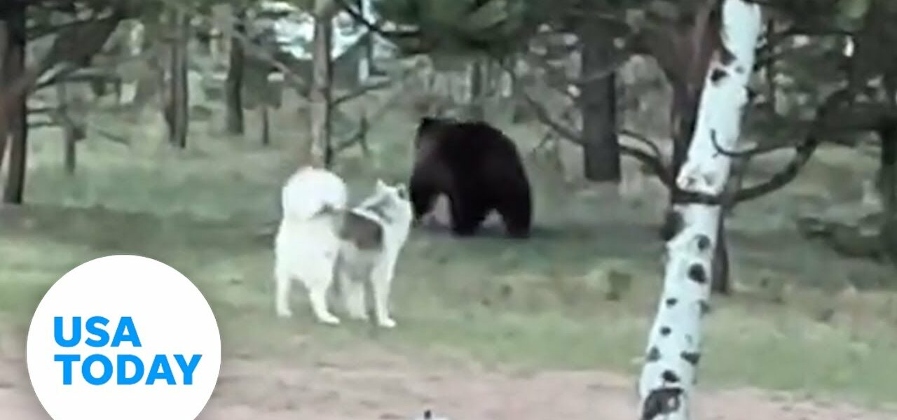 Husky fails at making friends with black bear in Colorado backyard | USA TODAY 1