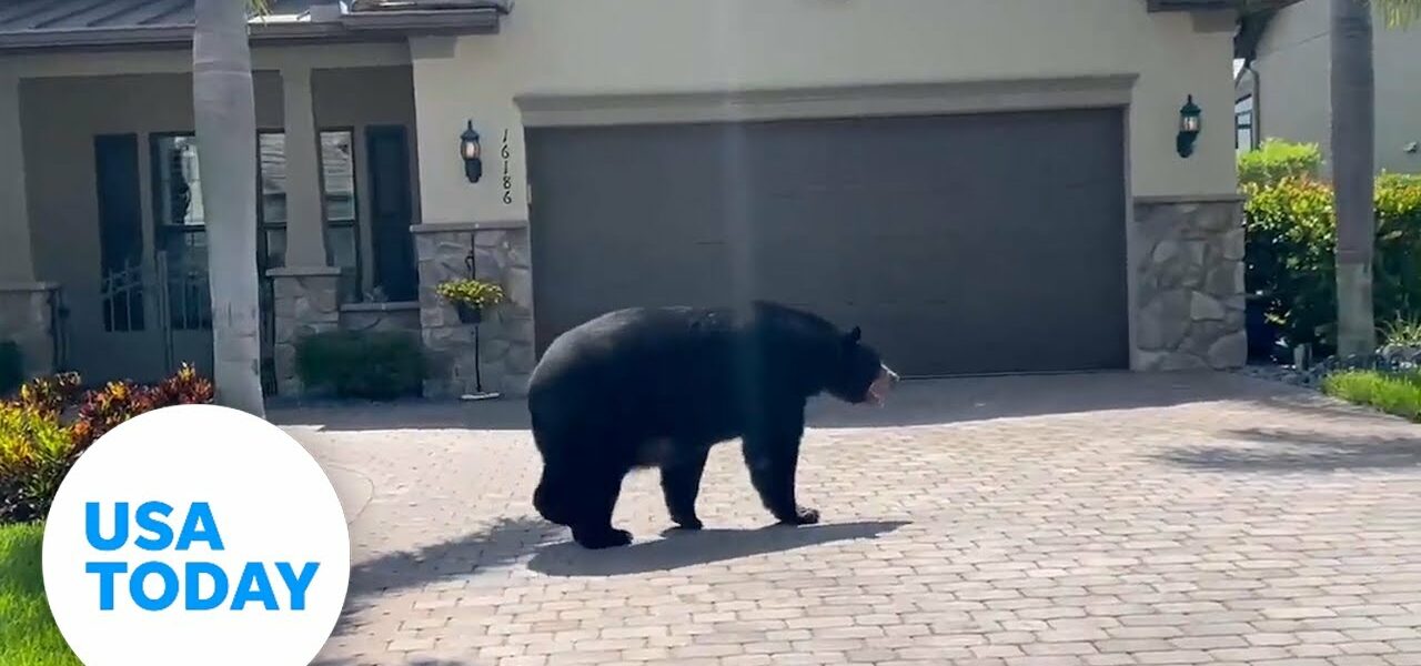 Bear roams through Florida golf course community | USA TODAY 6