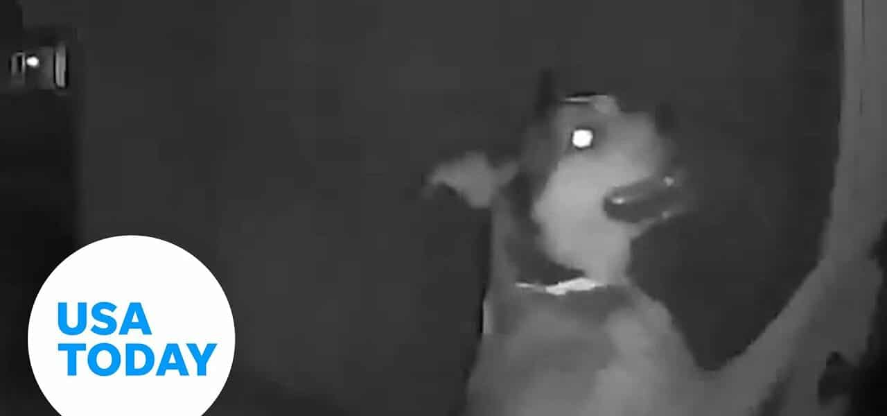Pup escapes pet hotel, runs home while owners vacation in Las Vegas | USA TODAY 1