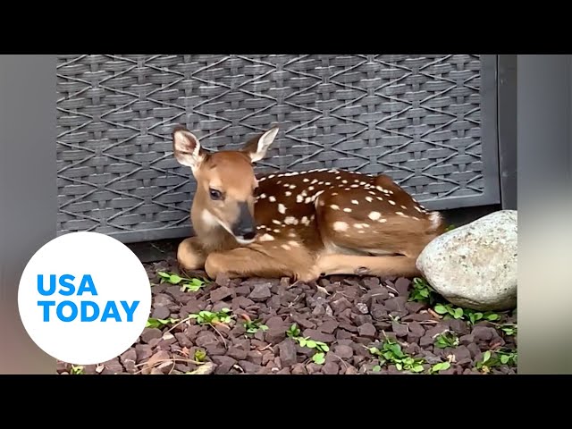 Deer introduce newborn fawn to woman | USA TODAY 3