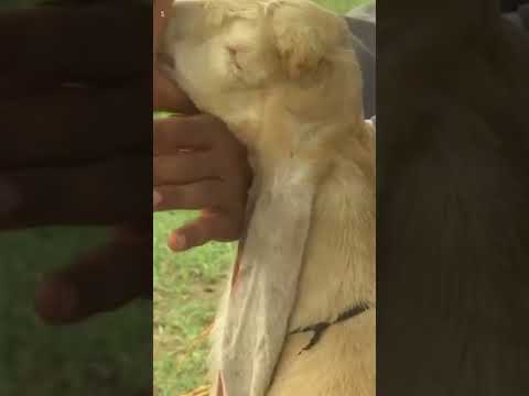 Goat with long ears headed to a world record| USA TODAY #Shorts 1