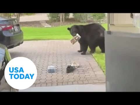 Busted black bear caught raiding man's garage fridge in Florida | USA TODAY #Shorts 1