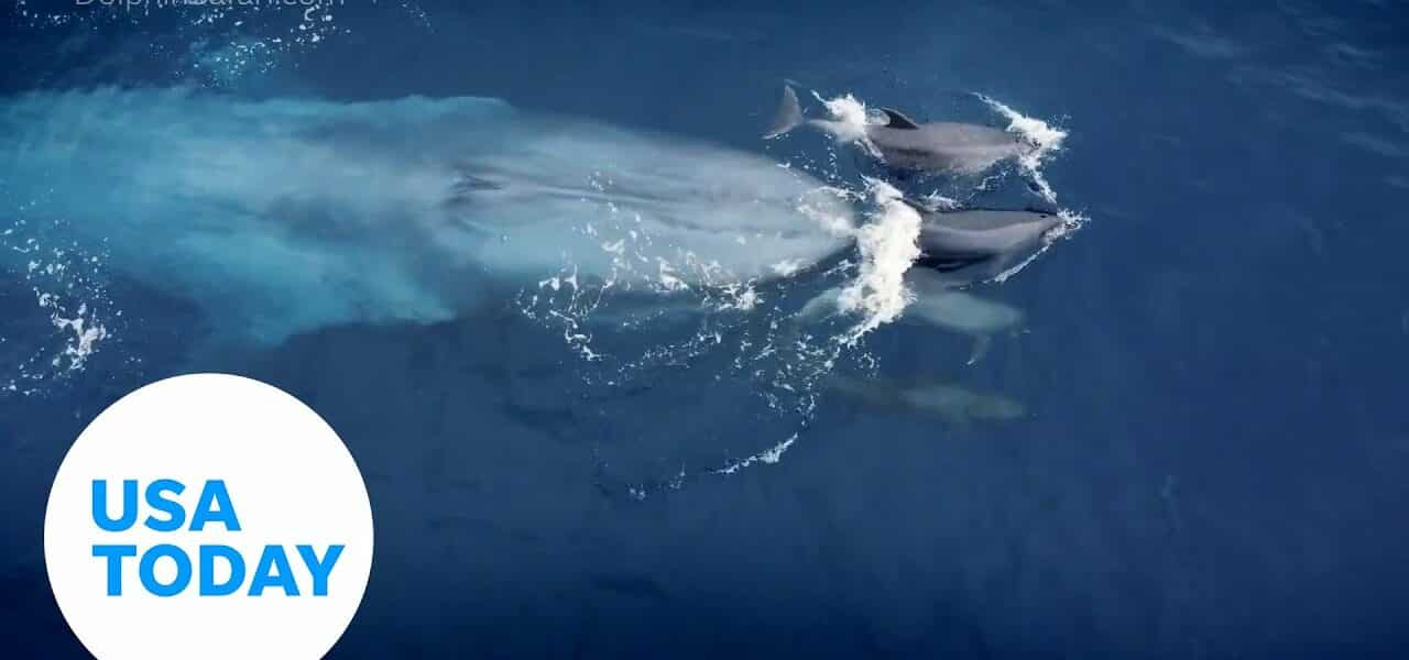 Dolphins take playful joy ride off bow of whale | USA TODAY 3
