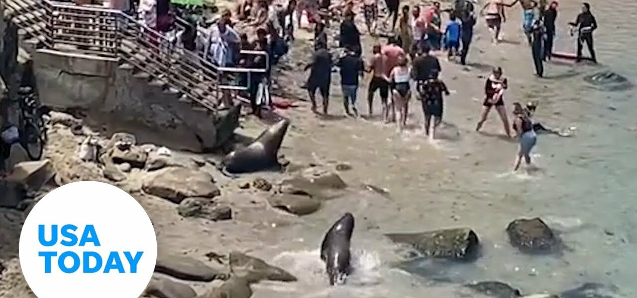 Sea lions charge at beachgoers in California | USA TODAY 1