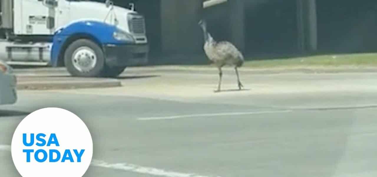 Emu darts down Houston roadway after escaping from home | USA TODAY 1