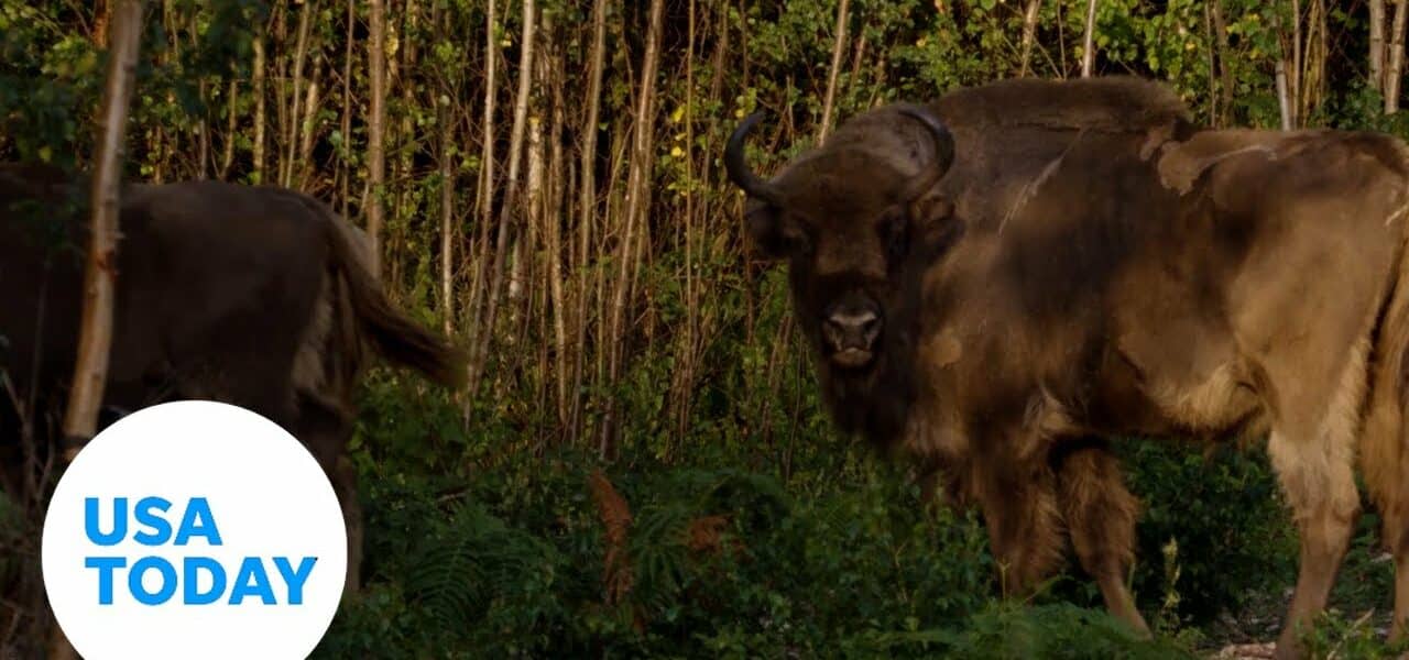 European bison released into UK wild following 6,000 year hiatus | USA TODAY 1