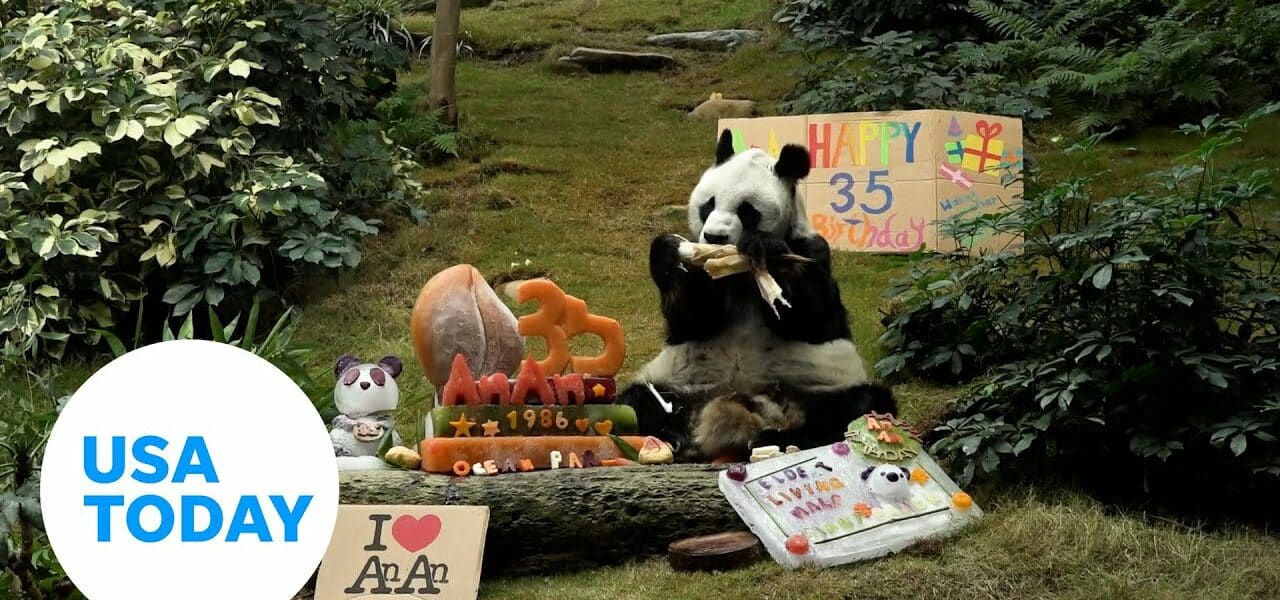 World's oldest male panda dies at 35 | USA TODAY 1