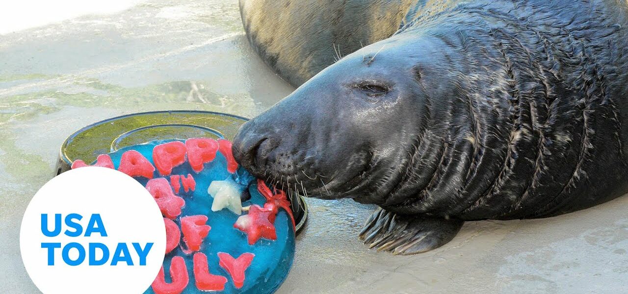 These zoo animals celebrate Fourth of July with patriotic treats | USA TODAY 3