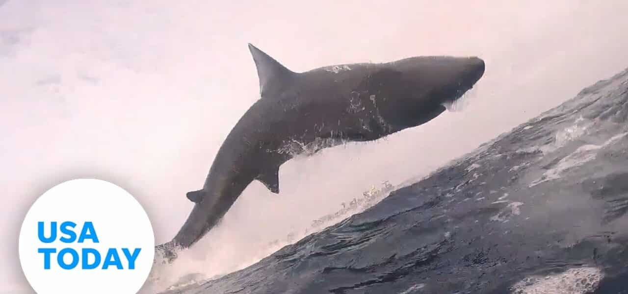 Watch these majestic sharks being their shark-y selves | USA TODAY 1