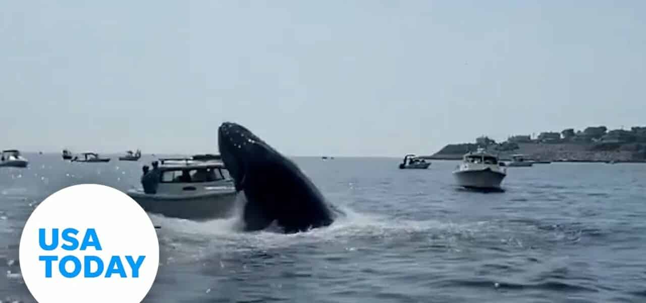 Breaching whale caught on camera landing on boat in Massachusetts | USA TODAY 1
