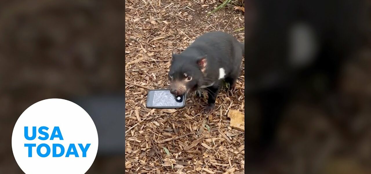 Tasmanian devil snatches phone that fell into its enclosure | USA TODAY 7