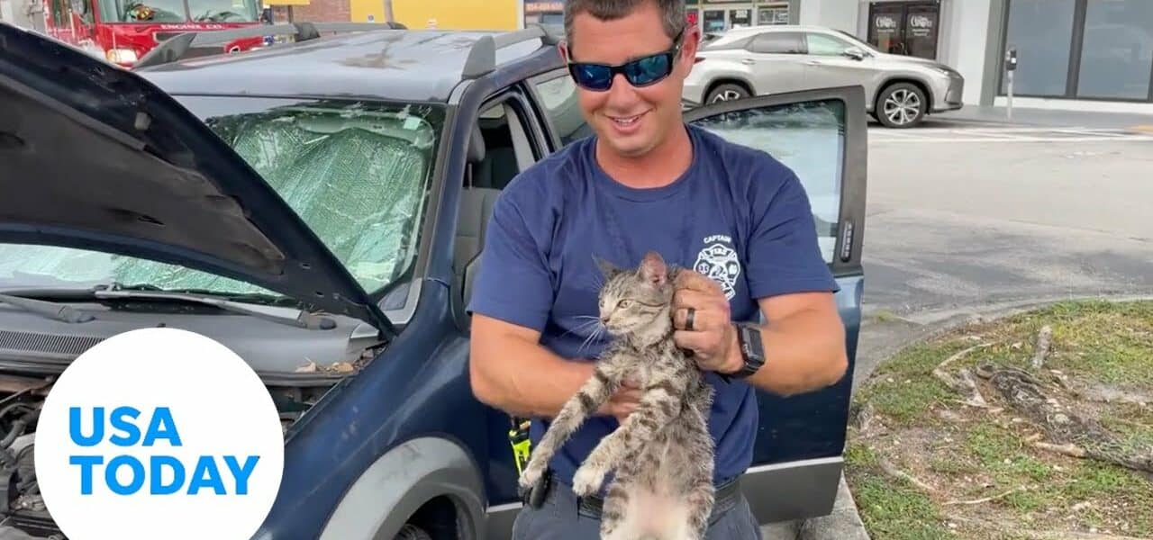 Fort Lauderdale firefighters rescue kitten trapped in car engine | USA TODAY 3