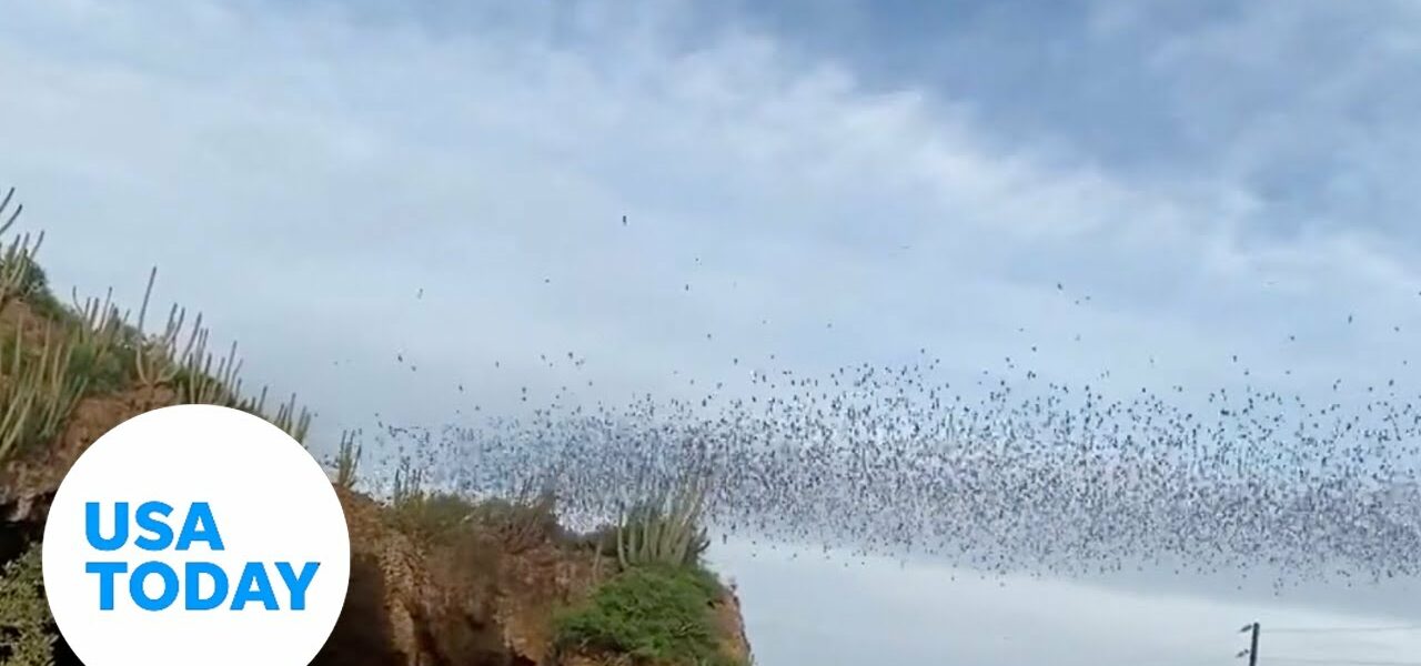 Thousands of bats emerge from their desert cave | USA TODAY 1