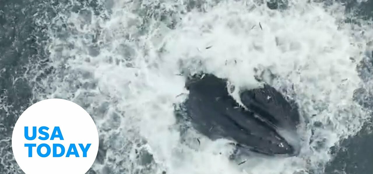 Drone catches humpback whale breaching surface catch mouthful of fish | USA TODAY 1