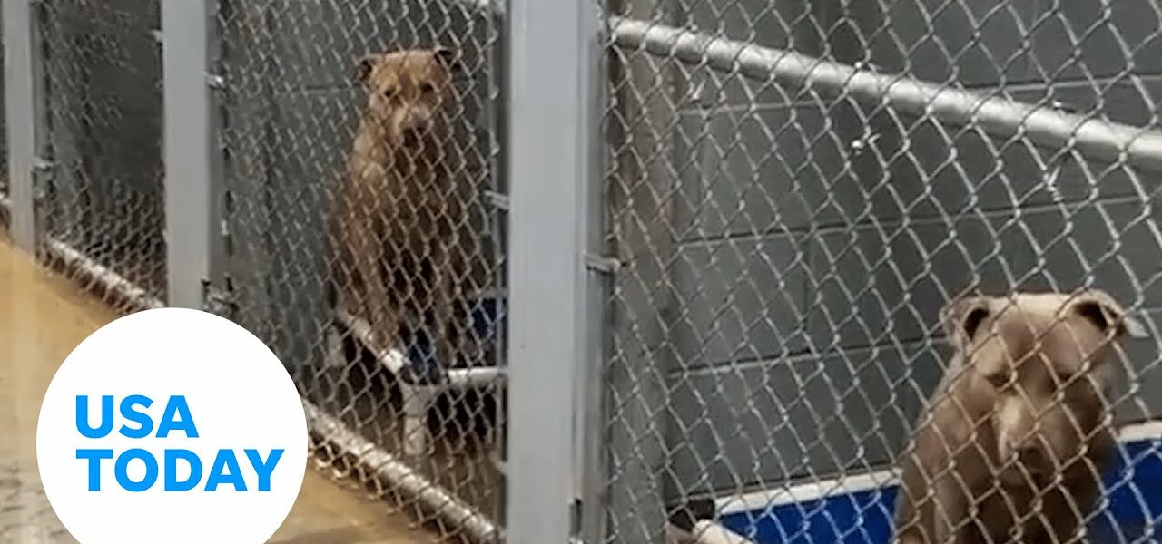 'Unhappy and very upset' Kentucky shelter dogs need new temporary home | USA TODAY 6
