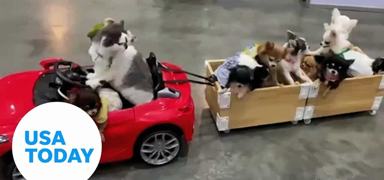 'Driving' cat pulls trailer full of puppies through mall in Thailand | USA TODAY 3