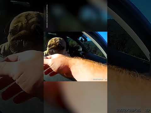 Oregon State Trooper catches dog escaping traffic stop | USA TODAY #Shorts 6