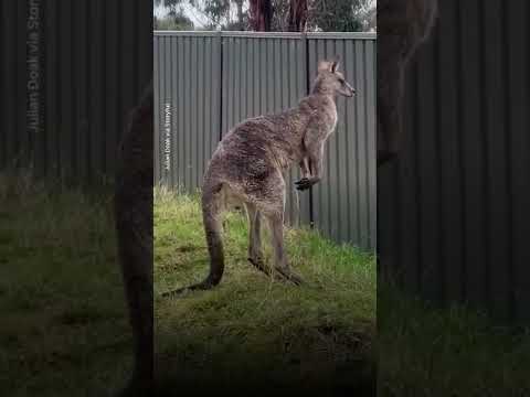 Kangaroo tussle has an unexpected conclusion | USA TODAY #Shorts 2