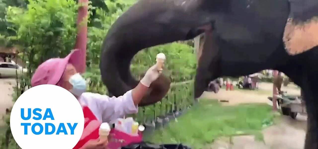 Jumbo pet elephant in Thailand has a sweet tooth for vanilla ice cream | USA TODAY 3